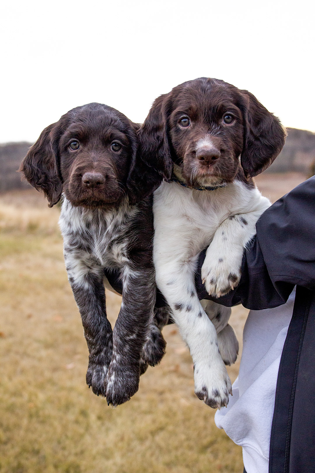 Munsterlander pointer for sale hotsell