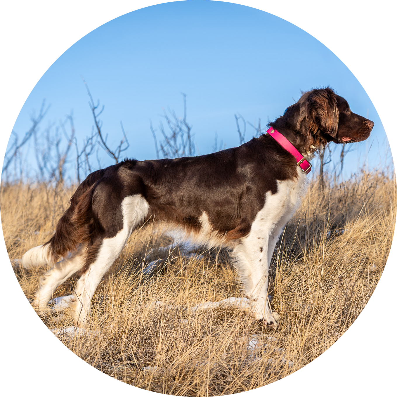 La River Amelialand FCI